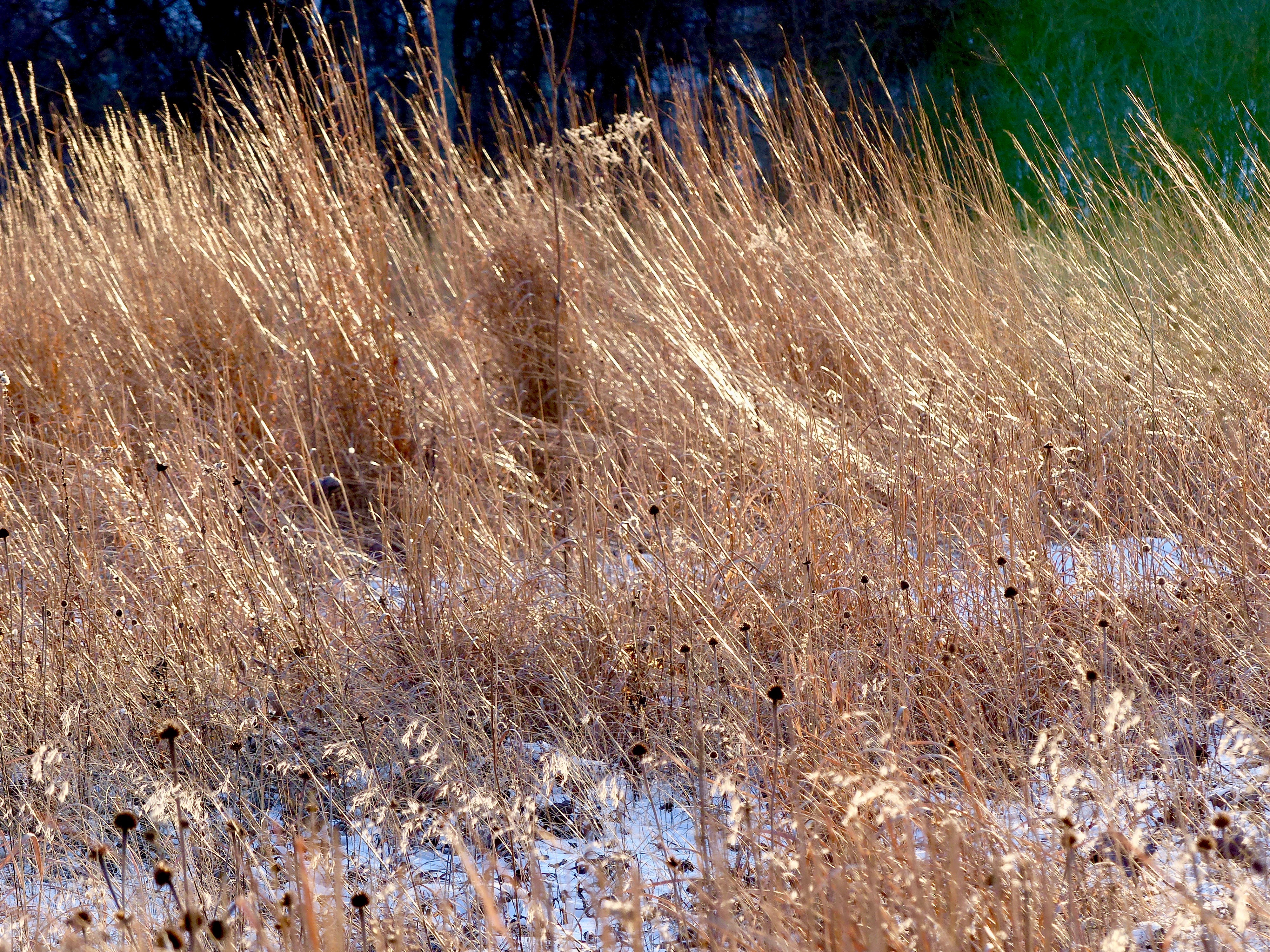 Belmont Prairie grasses 1418.jpg