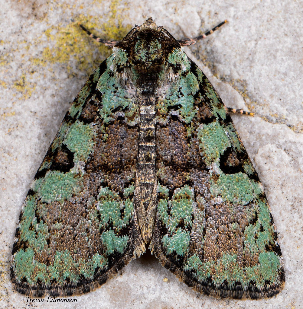 WMMarbled-green Leuconycta Moth (Leuconycta lepidula) SPMA61419 Trevor Edmonson (.jpg