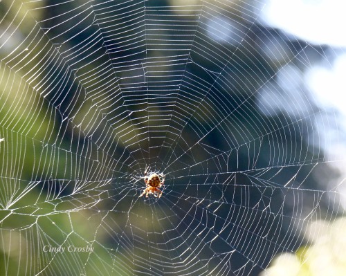 spider-Brown CountyWM2017.jpg