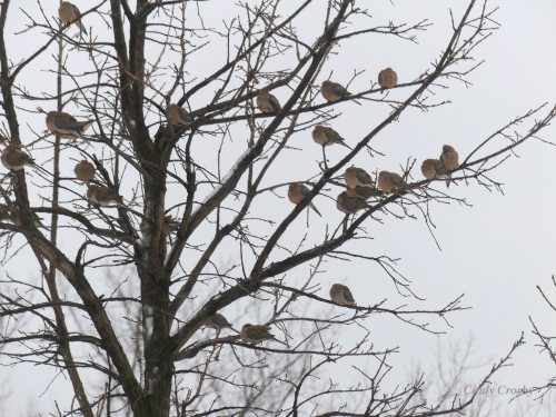 COD Tree full of pigeons 2920WM.jpg